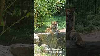 Baby Tigers at the Nashville Zoo