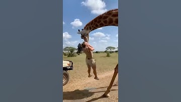 Giraffe Attack Shocks Tourists