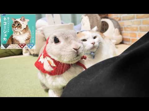 うさぎとにゃんこの仲良しシリーズ - YouTube