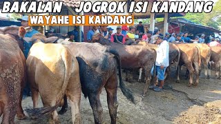 Kabar Harga Sapi Bakalan Isi Kandang 18 Jt Ke Atas Di Pasar Wirosari
