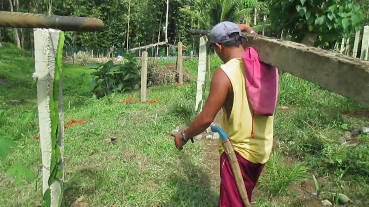 Integrated Farming: Adding Dragon Fruit Posts on the Farm/ Buhay Probinsya