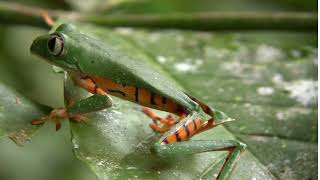 10 Mind-Blowing Secrets About Tiger Frogs You Never Knew