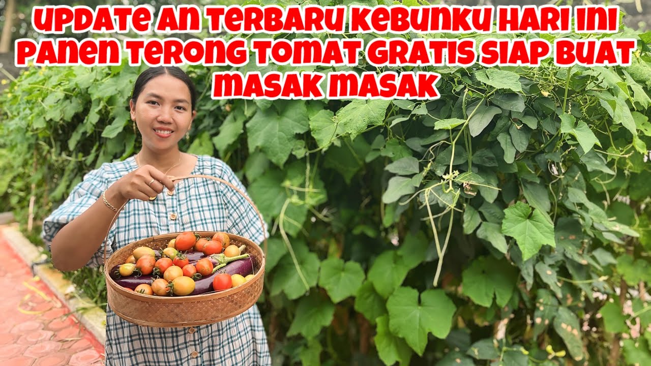 UPDATE AN TERBARU KEBUNKU SEKARANG‼️KESERUAN PANEN GRATIS BUAT MASAK DIRUMAH