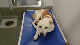 acs A685151