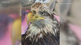 Bald Eagle at Raptor rehabilitation dies of likely lead poisoning Profile