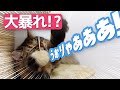 猫にごはんをあげ忘れた結果、過去最高に大暴れしました【サイベリアン】
