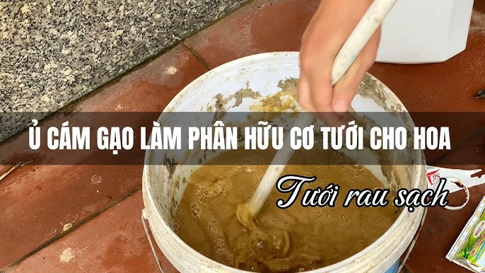 Ứng Dụng Của Quả Cám Gạo