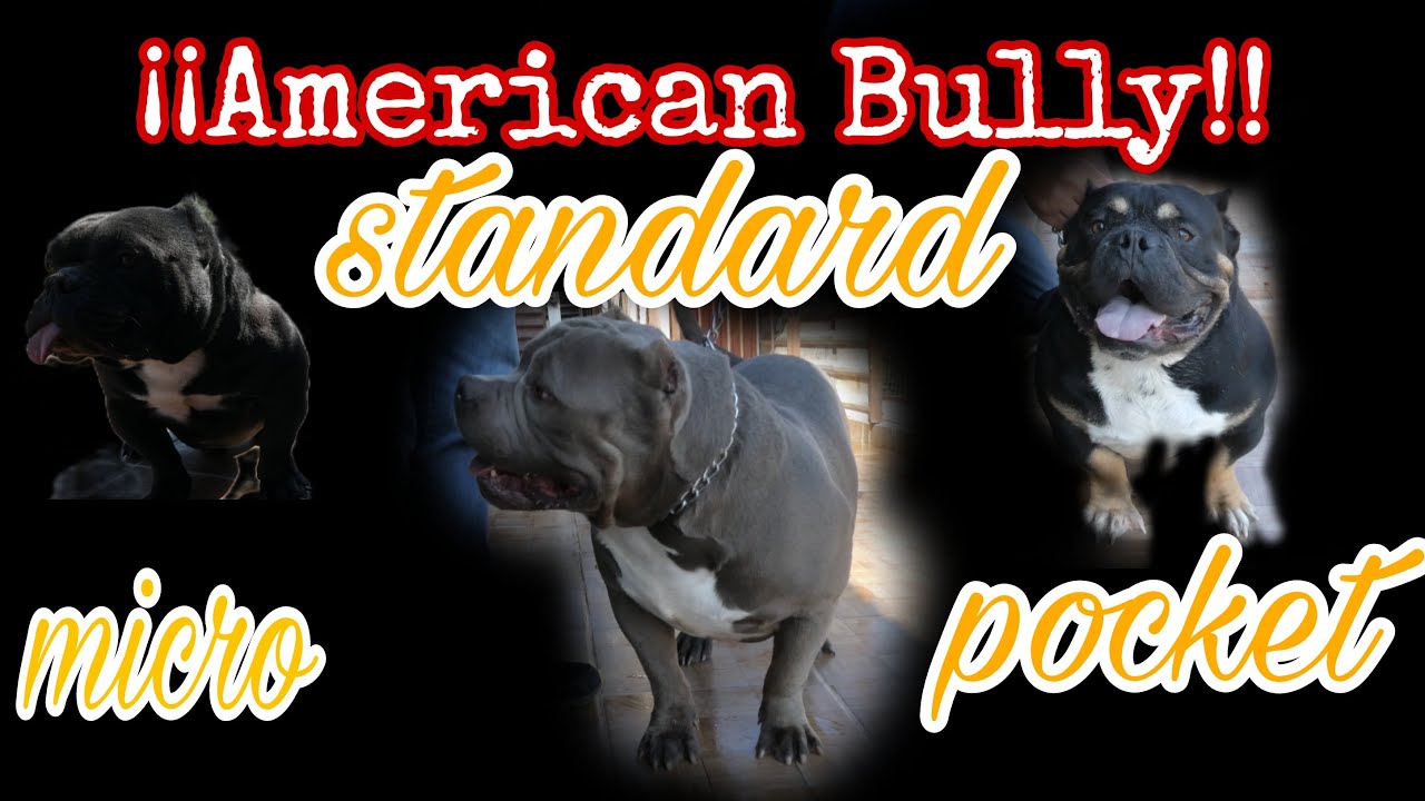 ¡¡LOS DIFERENTES TAMAÑOS DE UN AMERICAN BULLY!! PARTE 1 