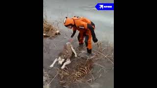 В Астрахани спасли тонущую собаку