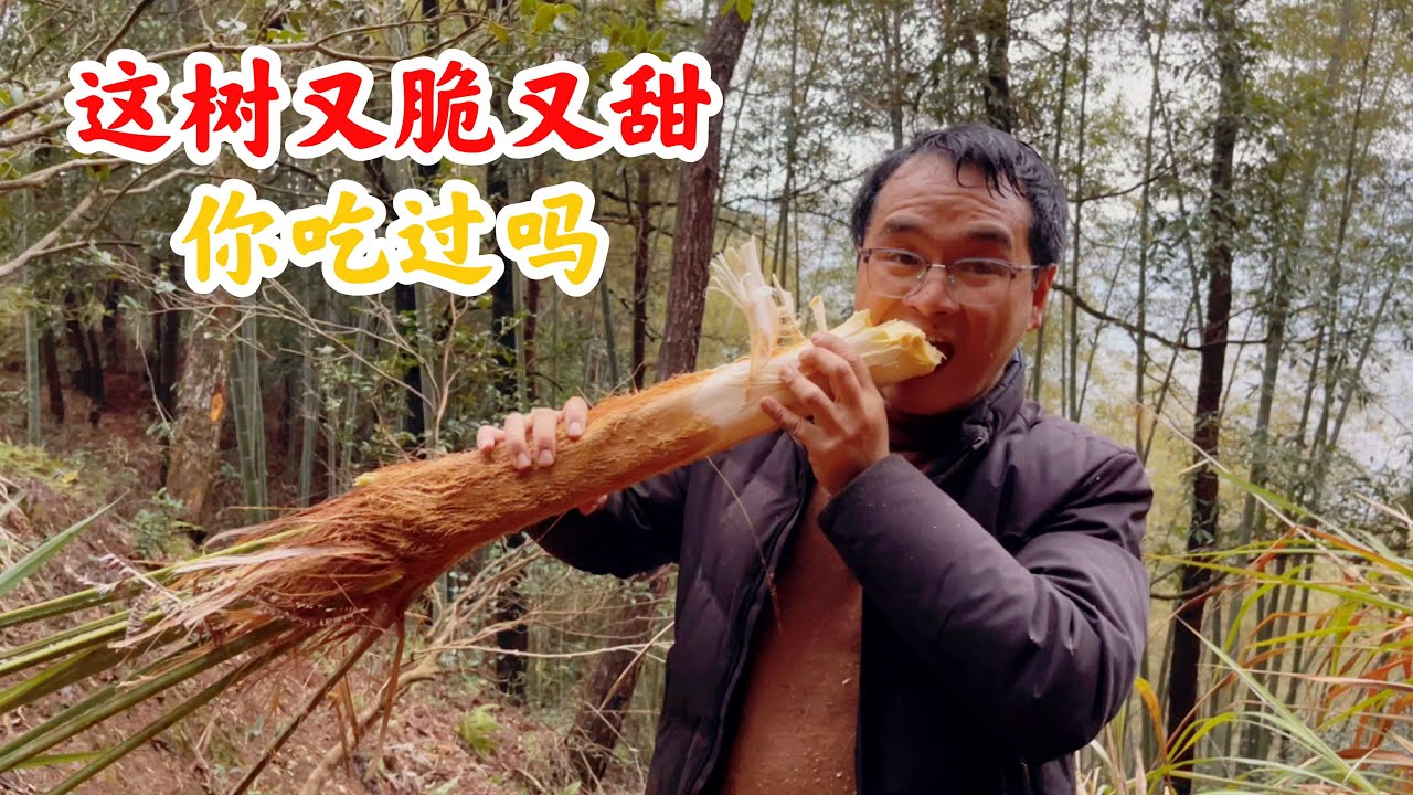 浙江农村大山里，小伙找到一种可以生吃的树，又脆又甜，你吃过吗