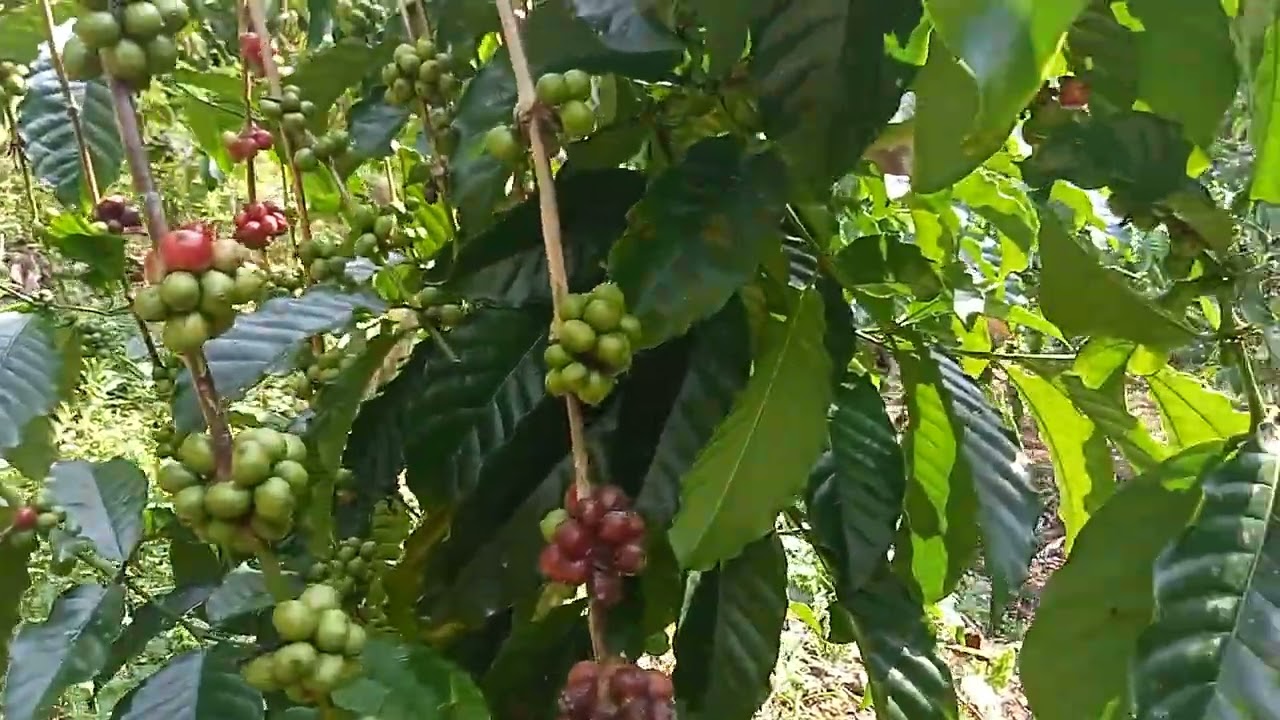 Kondisi buah di bulan Januari 2026