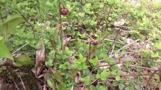 Sarracenia purpurea in PA