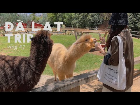 Video DALAT vlog #7 | review homestay, những quán cafe siêu... - youtube
