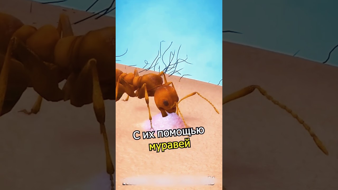 Почему укус муравья болезненный 😱