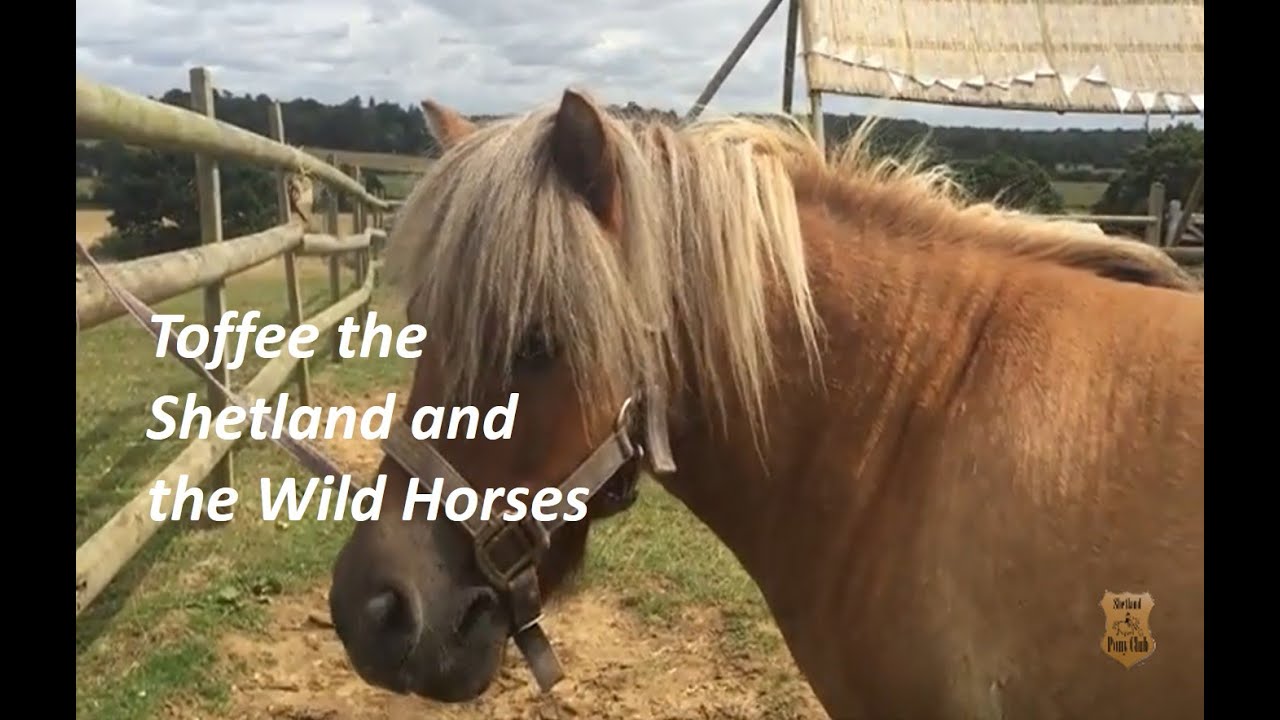 Toffee the Shetland and the Wild Horses TV episode 85 YouTube