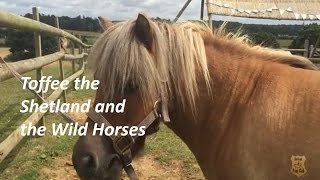 Toffee The Shetland And The Wild Horses Tv Episode 85