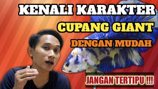 KENALI KARAKTER CUPANG GIANT JANGAN SAMPAI TETIPU