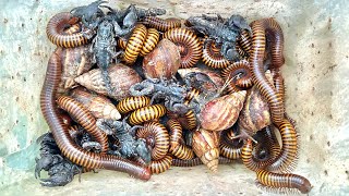 Catch rare insects, golden millipede and snail scorpion under the leaves