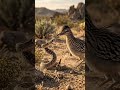 El Correcaminos no solo corre… también caza serpientes #sabiasque #datoscurisos #curiosidades