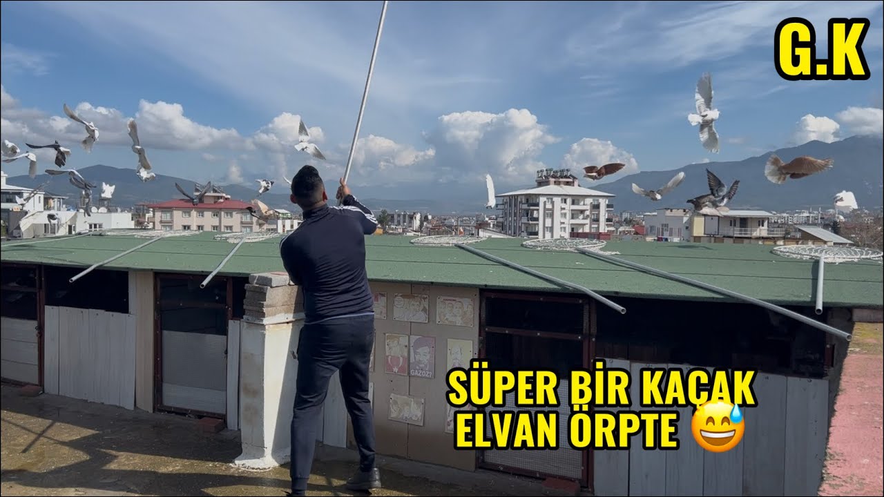 SÜPER BİR KAÇAK ELVAN GÜVERCİN NADİR OLANLARDAN ÖRPLEDİM .