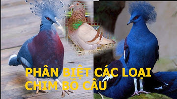 Cách đơn giản phân biệt và tên gọi của các dòng chim Bồ Câu | Nông dân làm giàu