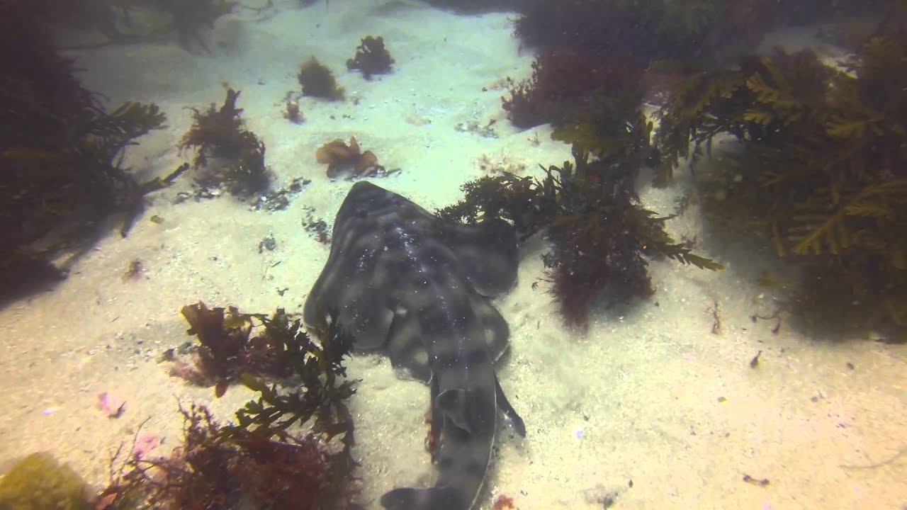 La Jolla Cove diving San Diego YouTube