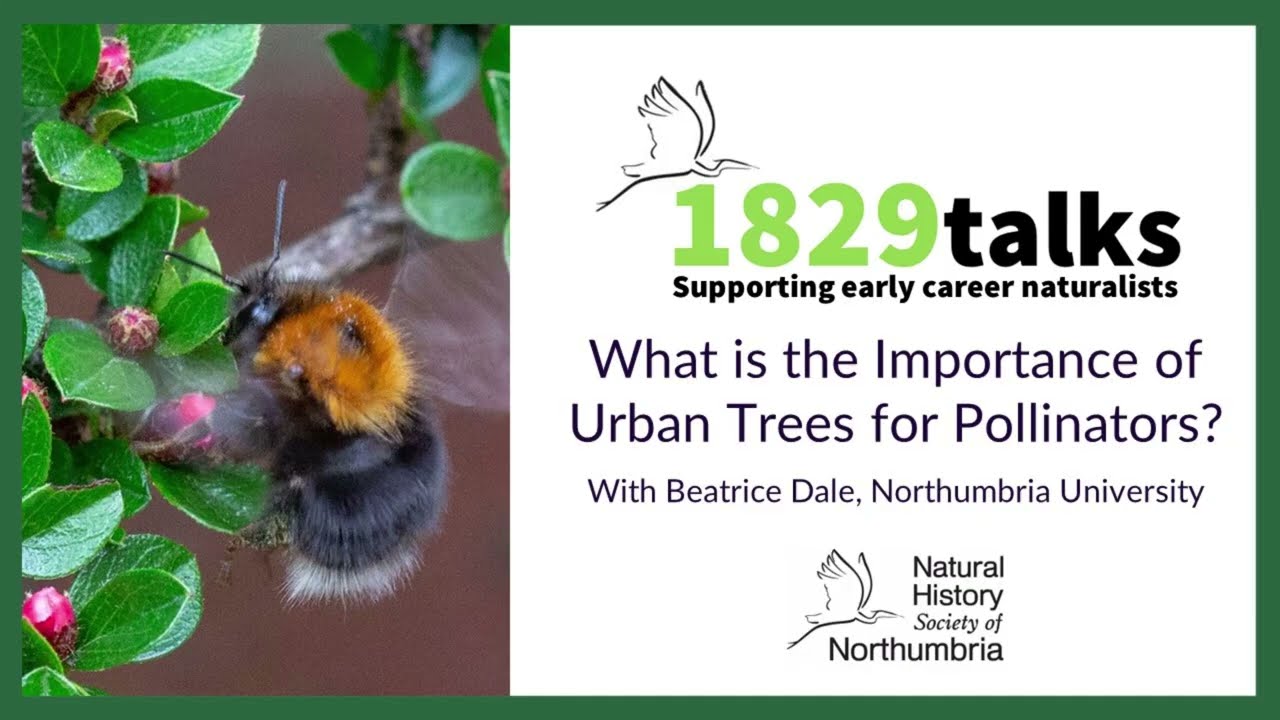 The Importance of Urban Trees for Pollinators