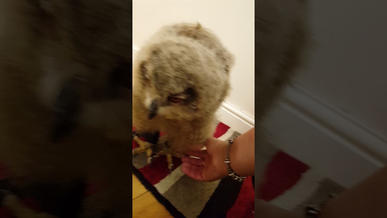 Young European eagle owl