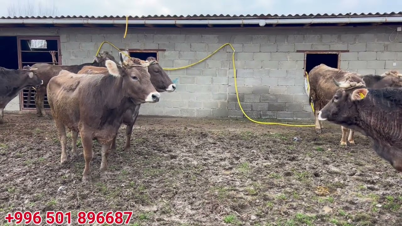 ЩВИЦ УЙлар сатылат