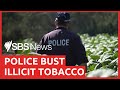 $28 million bust: NSW Police destroy illegal tobacco plantation | SBS News