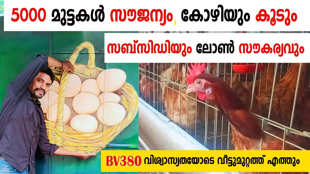 BV380 മുട്ടക്കോഴിയും കൂടും കേരളത്തിൽ എവിടെയും സബ്‌സിഡിയും ലോണും ഉൾപ്പെടെ  | Mutta kozhi valarthal