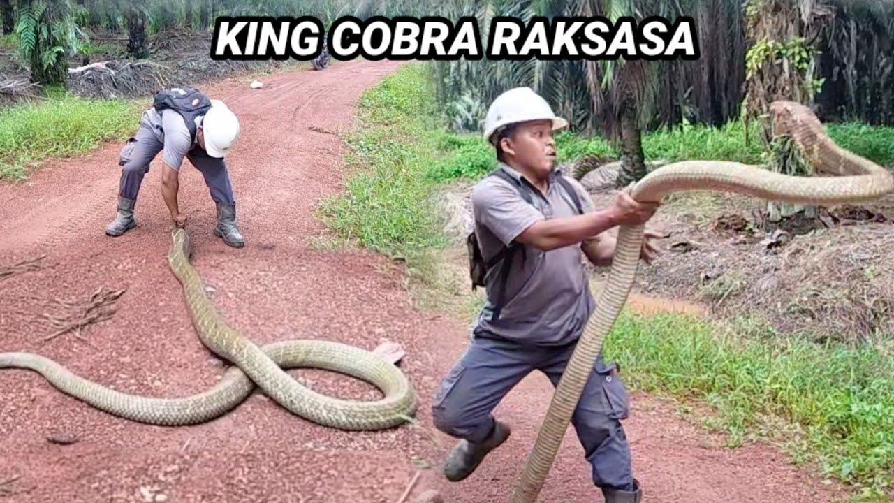 PENANGKAPAN KING COBRA RAKSASA DI KEBUN SAWIT KALIMANTAN  | KING COBRA | ULAR