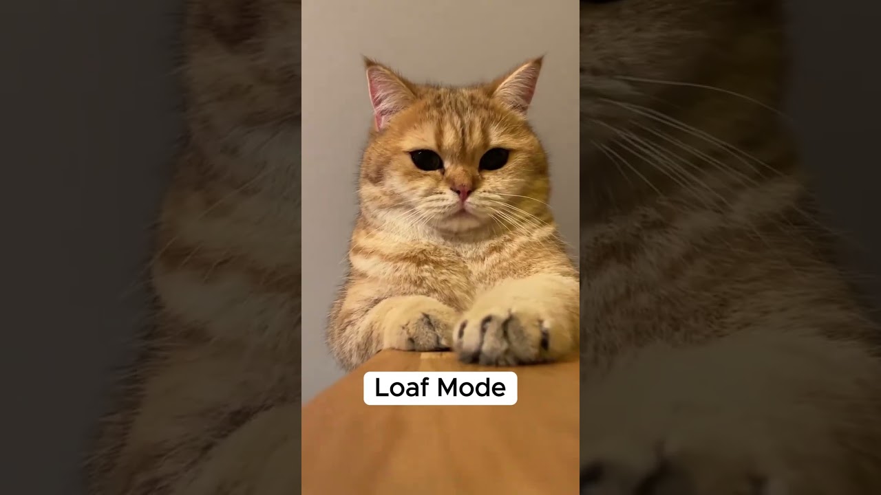 Widdle Nose, Pretty Toes, Loaf Mode, and Cuteness Overload! 🐱💖 