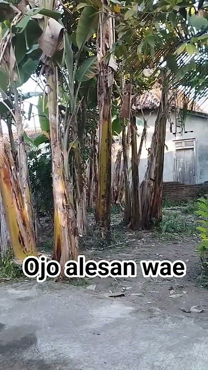 ojo alesan wae #lucu #shorts #komedi #funny #fypシ゚viral #tranding #ngakakkocak