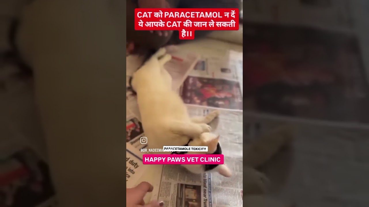 Paracetamol toxicity in cat, happy paws vet clinic ghaziabad Shalimar garden extension 8354057755