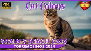 SPAIN'S BEACH CATS Torremolinos 2024 [4K]