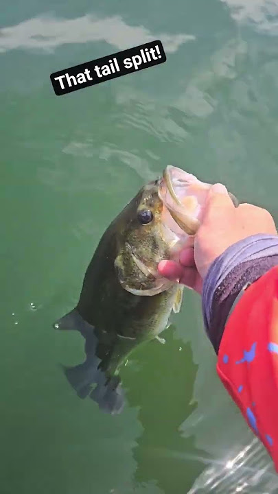 so cool #fishing #fisherman #fishinglife #bassfishing #angler #nicefish #nedrig #release #beauty