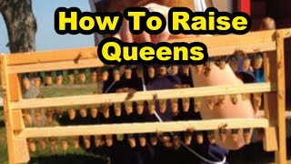 Beekeeping: Learning The Power Of Raising Queens