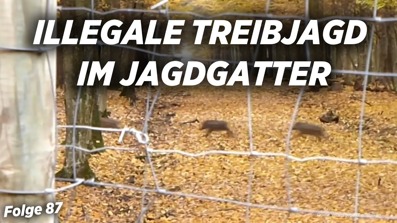 Treibjagden im illegalen Jagdgatter | Green Screen ep 87