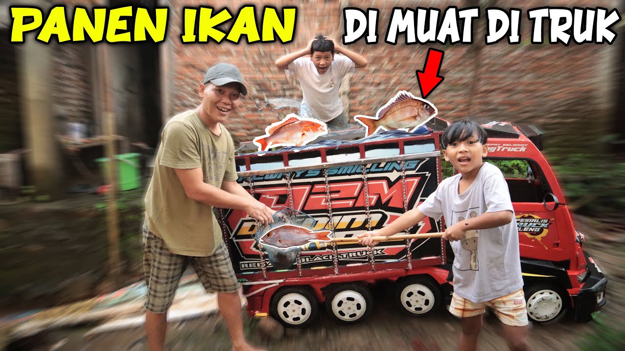 PERTAMA TRUK DIMAS MUATAN IKAN NILA!! SERU BANGET NANGKAP IKAN NYA..