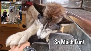 Husky Friends Having The Best Time Of Their Lives