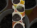 Grow vincazinniacosmos according to your area temperature summer seeds shorts