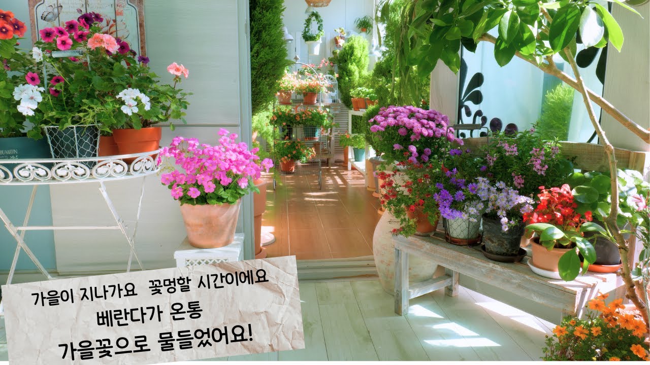 [4K] Знакомство с осенними цветами, раскрашивающими веранду осенними красками