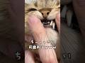 猫の歯ってこんな感じだったの??