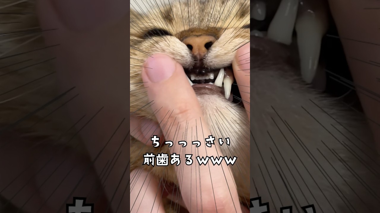 猫の歯ってこんな感じだったの??