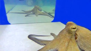 Octopus Mirror Test 2  VIEWER REQUEST