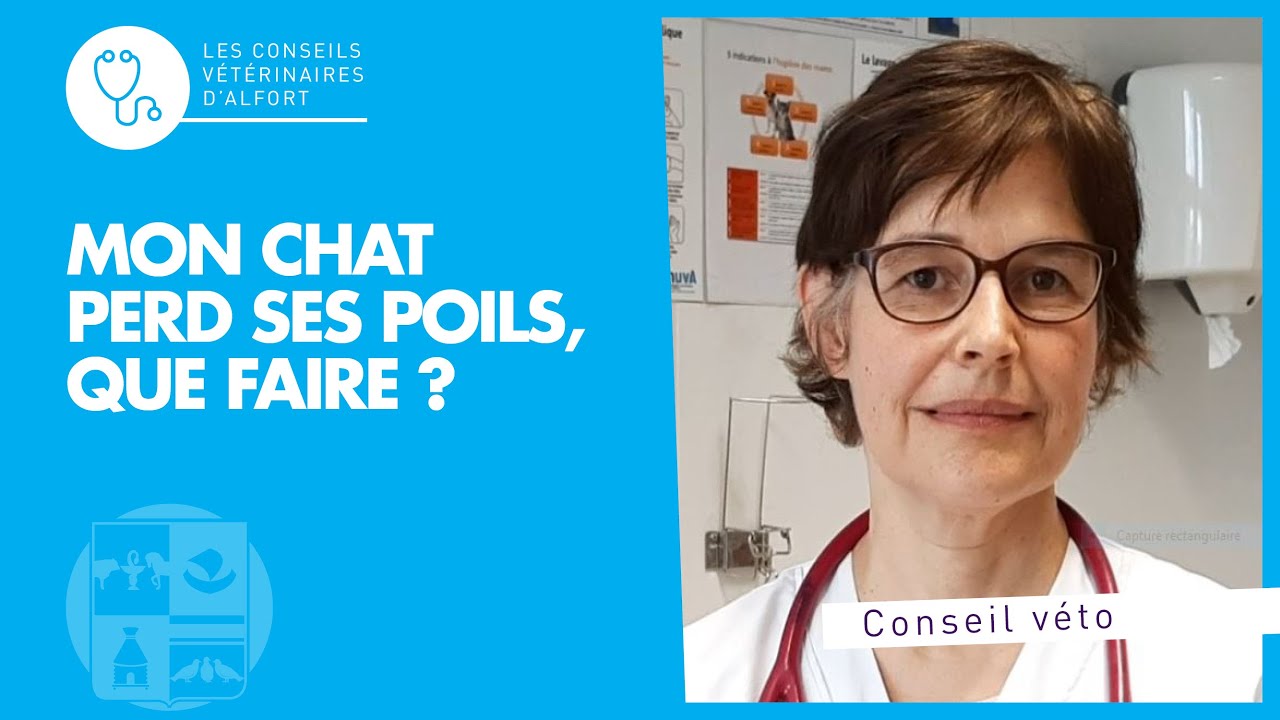 Mon chat perd ses poils, que faire ? - YouTube