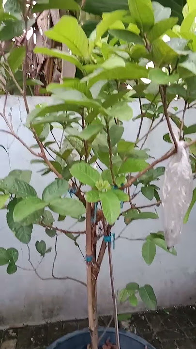 Red Crystal Guava in Pot #zuhdhangardening #pottedplant #redcrystalguava