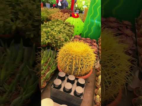 Cactus tour | cactus are my favourite | easy plant to grow #cactus #cactuslover #lakesaimaa