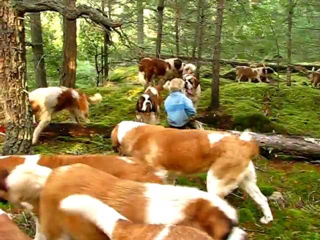 lasquites st bernards